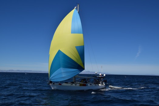 Scot Free Eh under sail