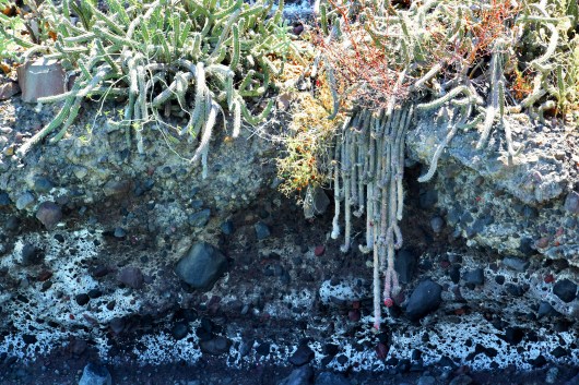 Bahia Concepcion cactus island