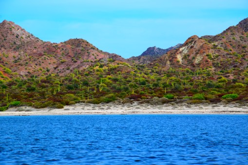Bahia Santo Domingo, Bahia Concepcion