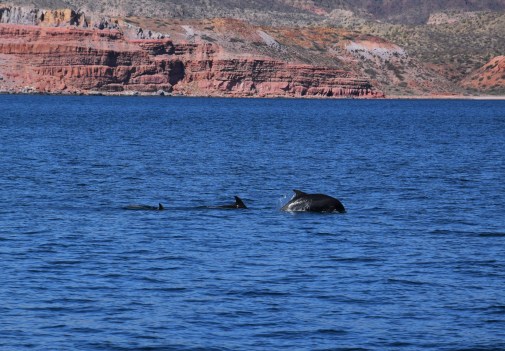 Dolphins outside Puerto Los Gatos