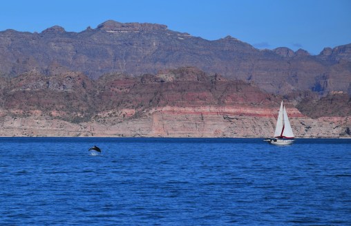 Free Spirit and the dolphin