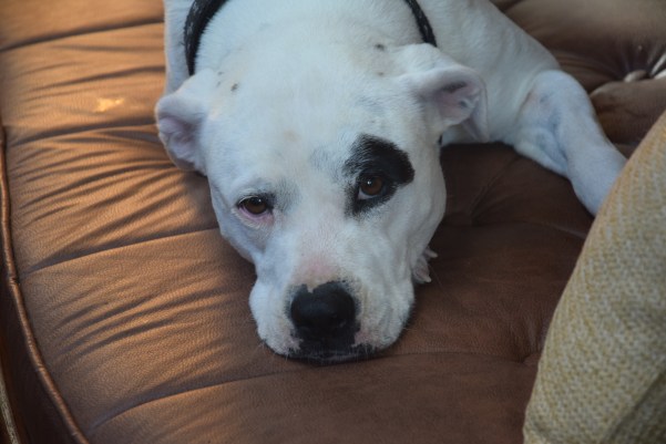 Mika liking the couch