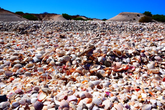 Shell Beach Punta Chivato