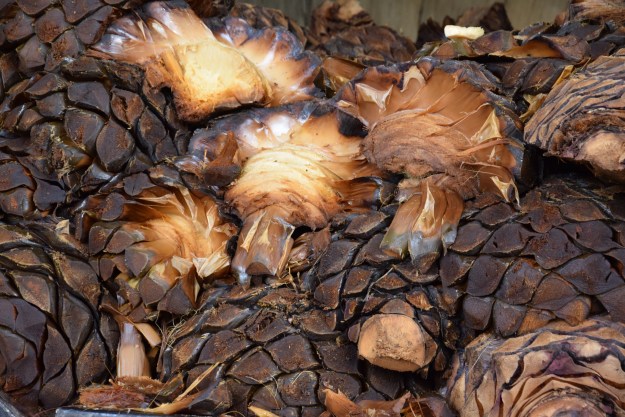 Coeurs d'agave cuit à la vapeur