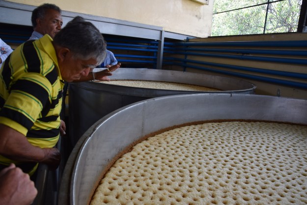 Fermentation de la tequila