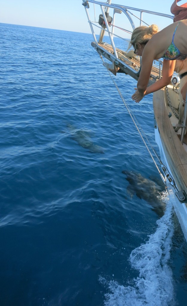 the-dolphins-and-delphine