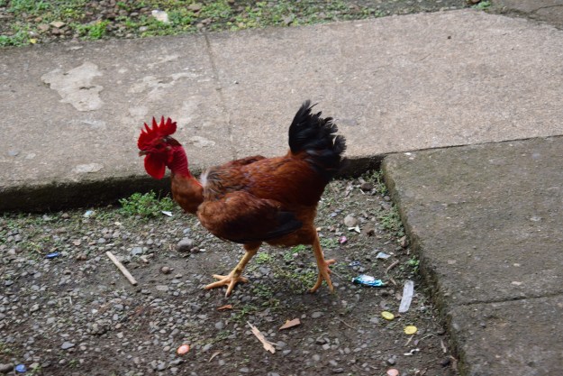 One of the local habitant