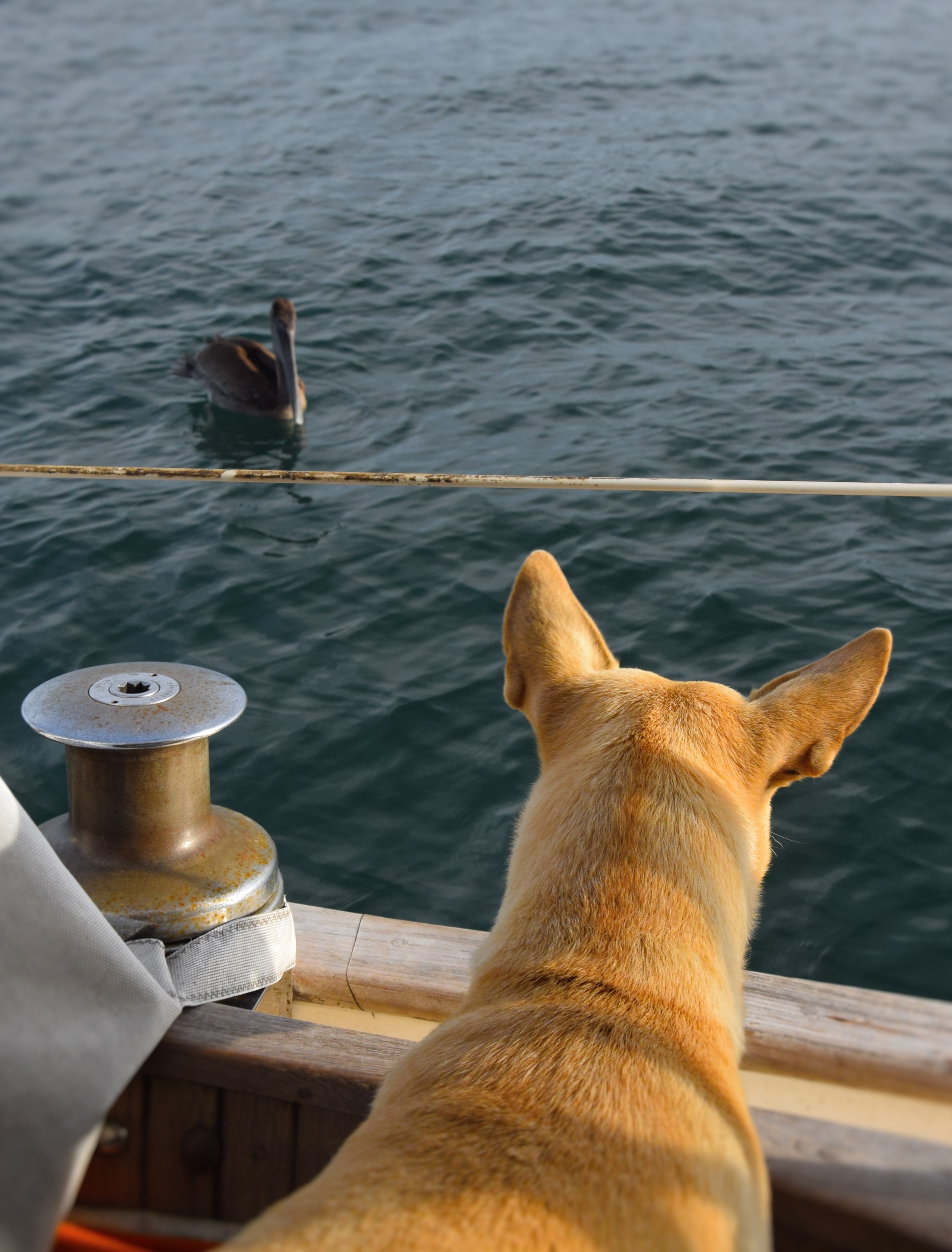 Un copain de la Punta Jobo