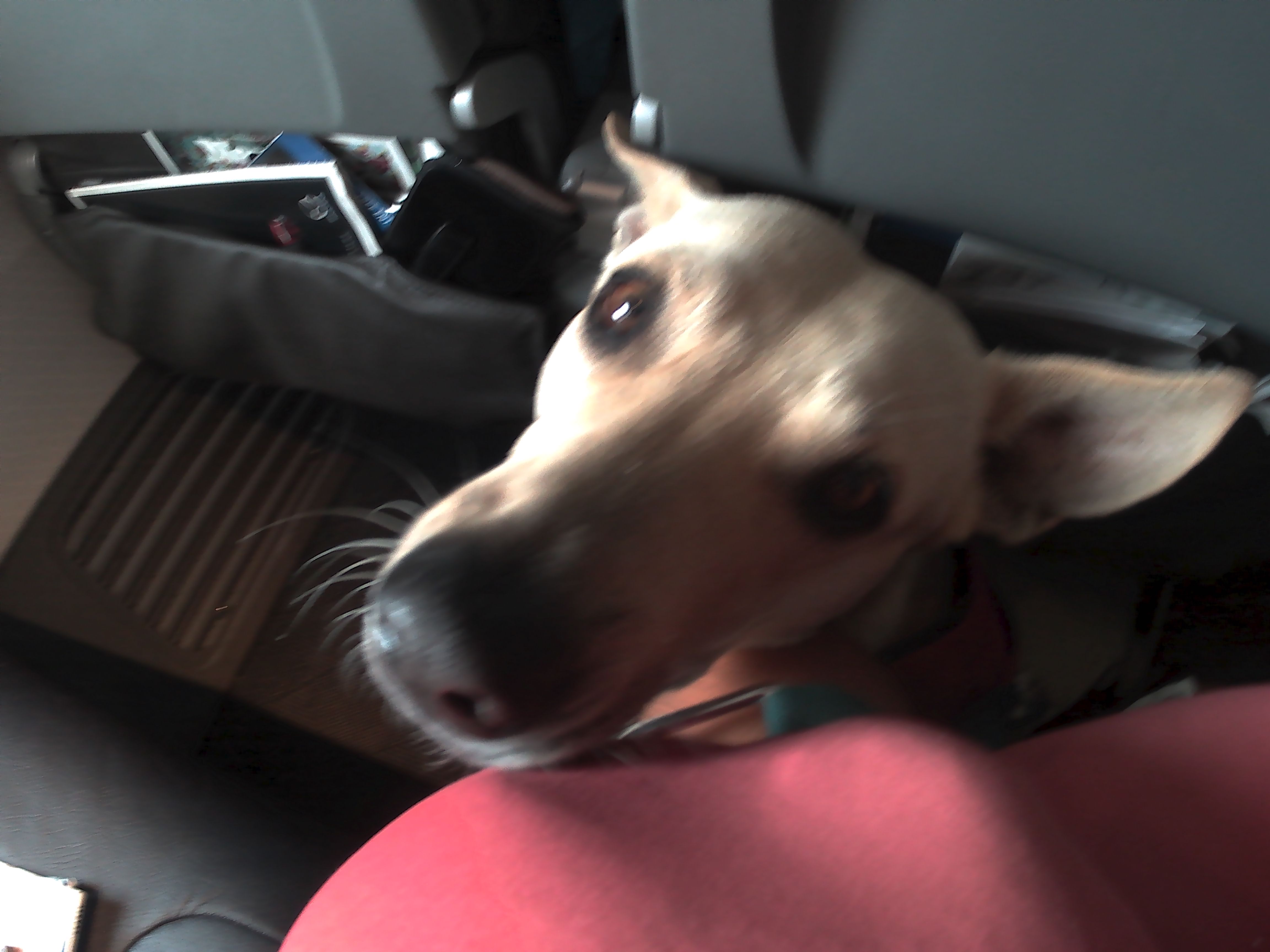 First flight, being such a good boy