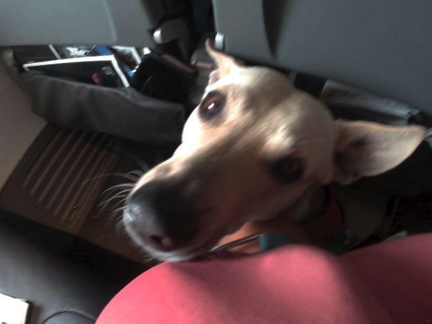 First flight, being such a good boy