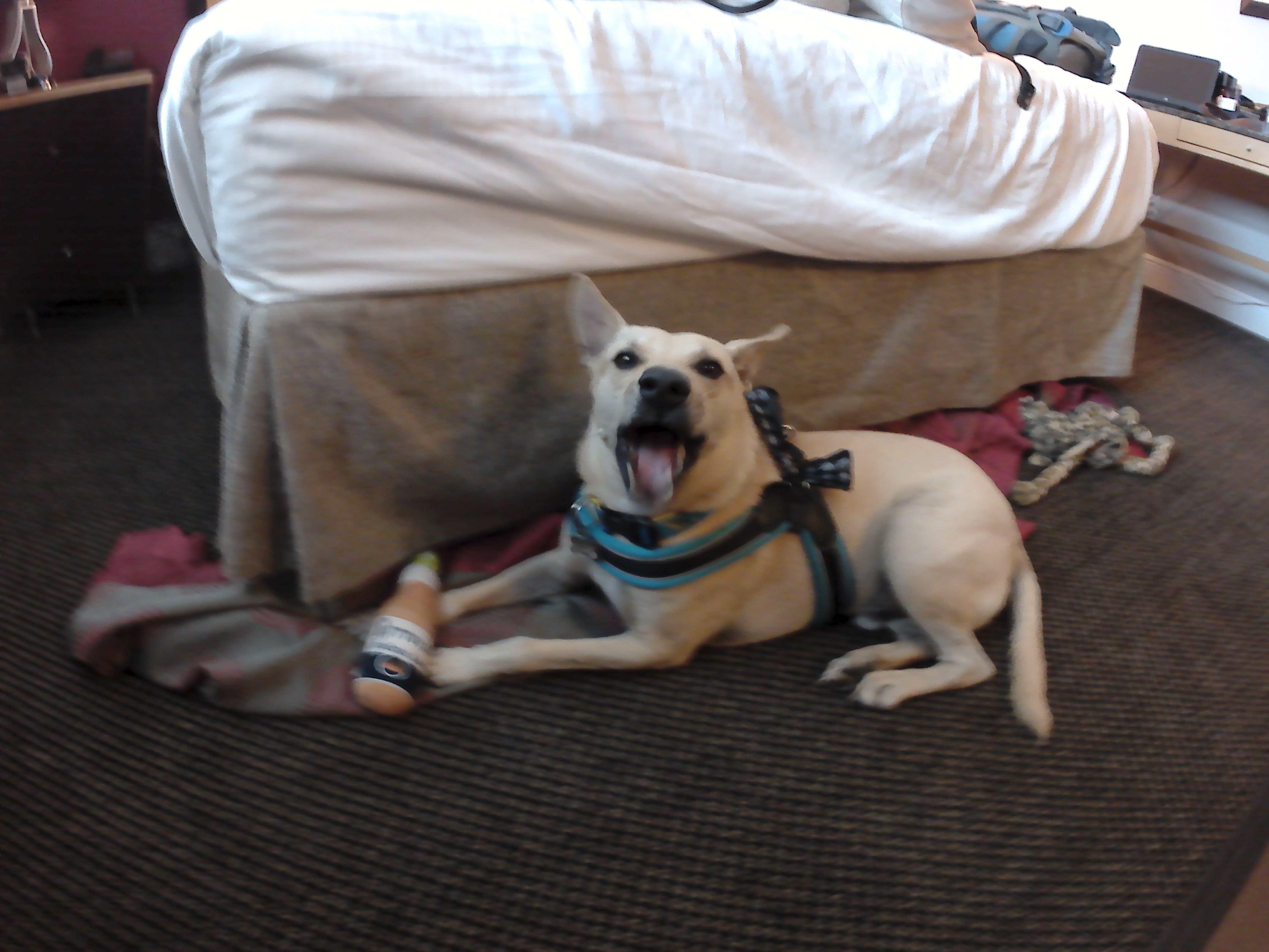 Chilling in the Ramada hotel in Miami, Florida